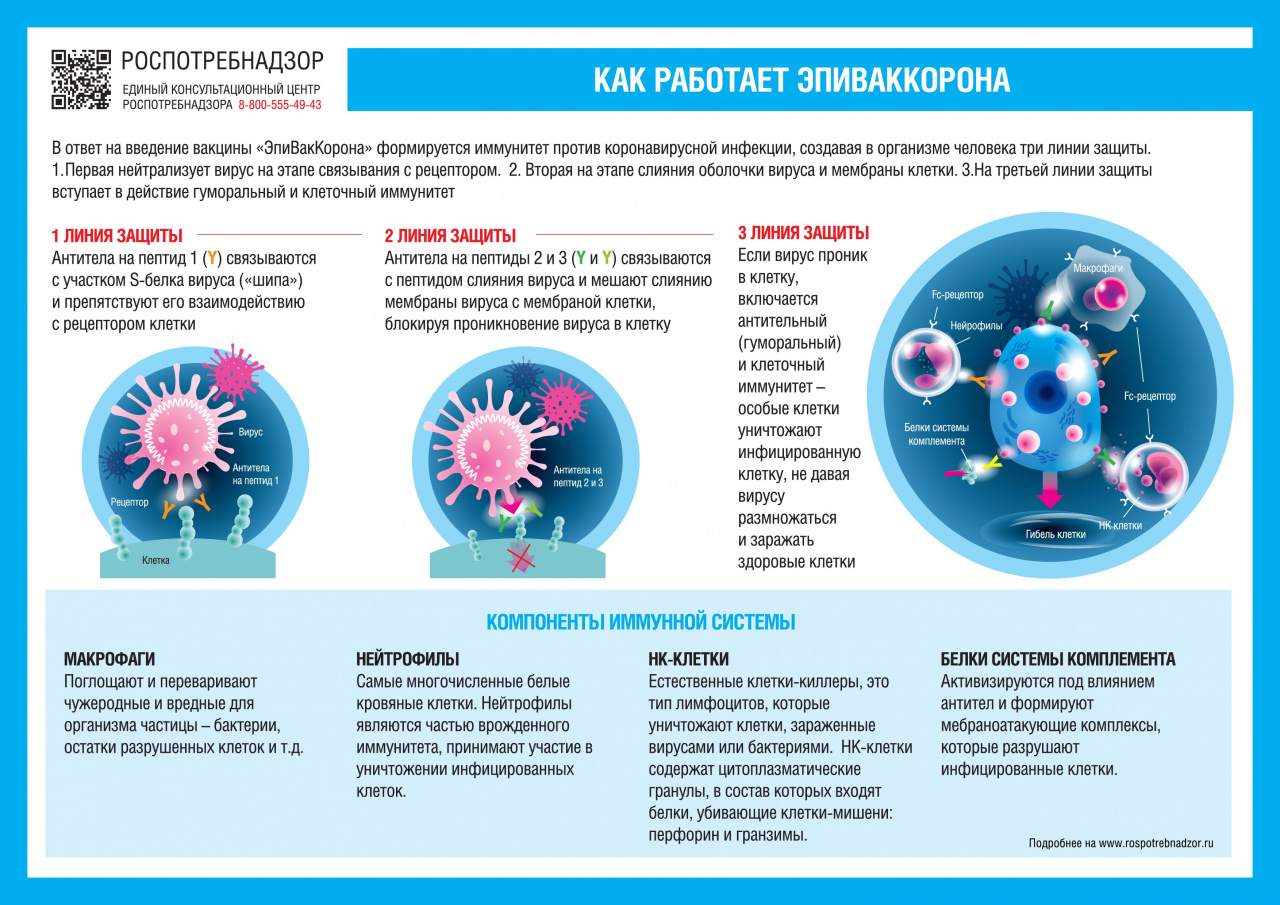 Как работает вакцина «ЭпиВакКорона»